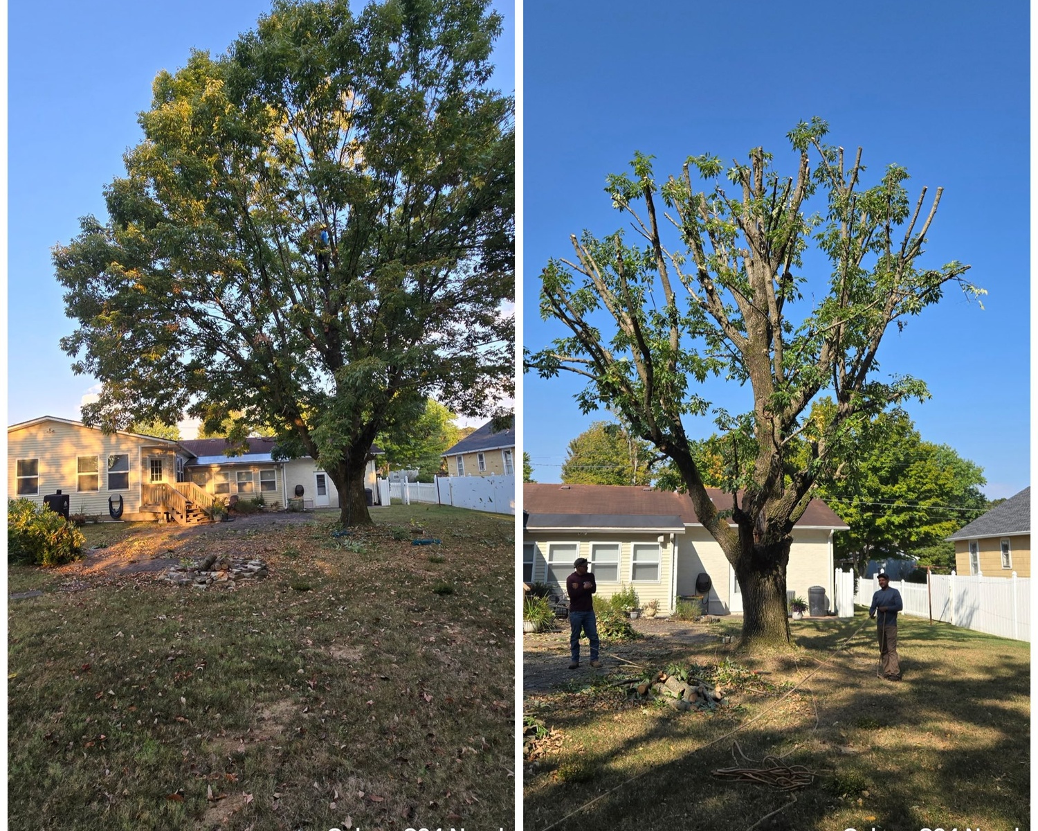 Tree Trimming services