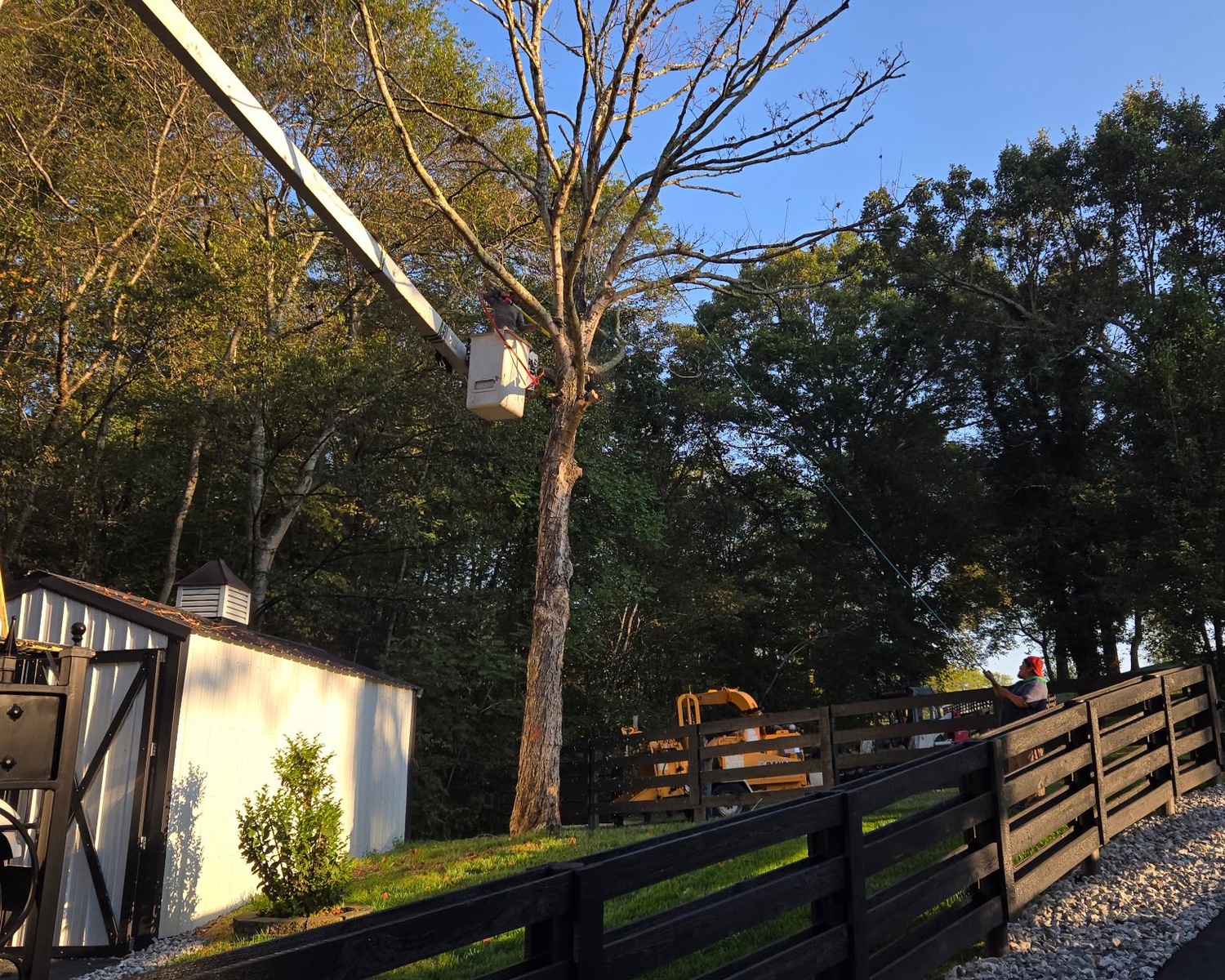 Tree Pruning service